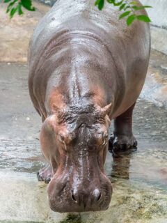 hippo at water edge
