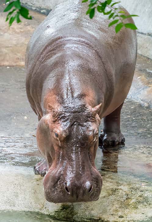 hippo at water edge
