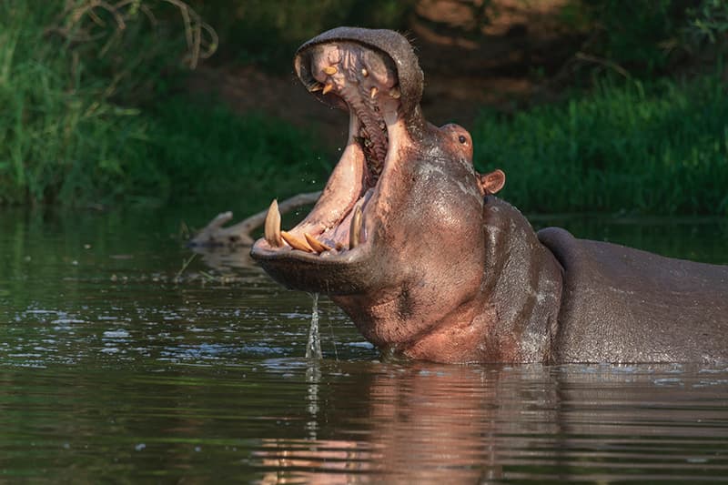 hippo in river