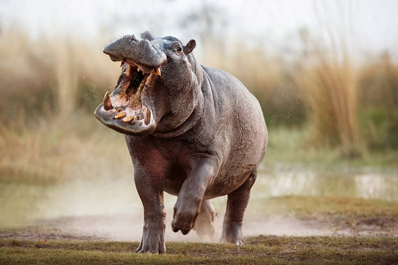 hippo running towards camera