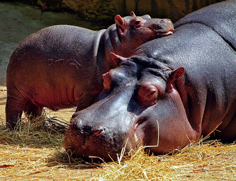 hippo with baby