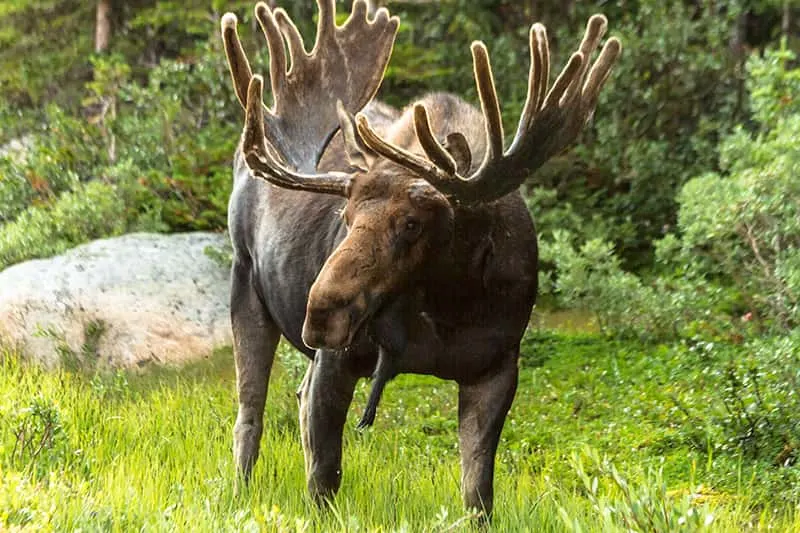 moose close up