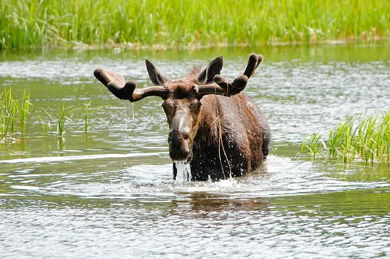 moose in water