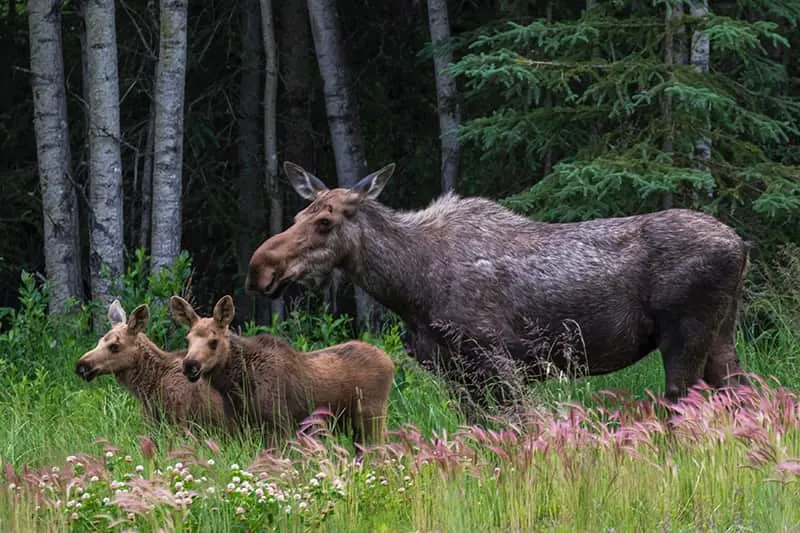 moose with two young