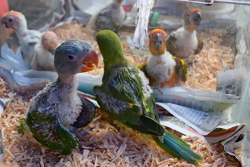 parrot chicks