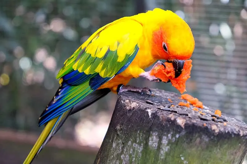 parrot eating on a stump