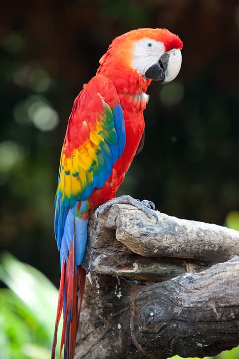 parrot on branch