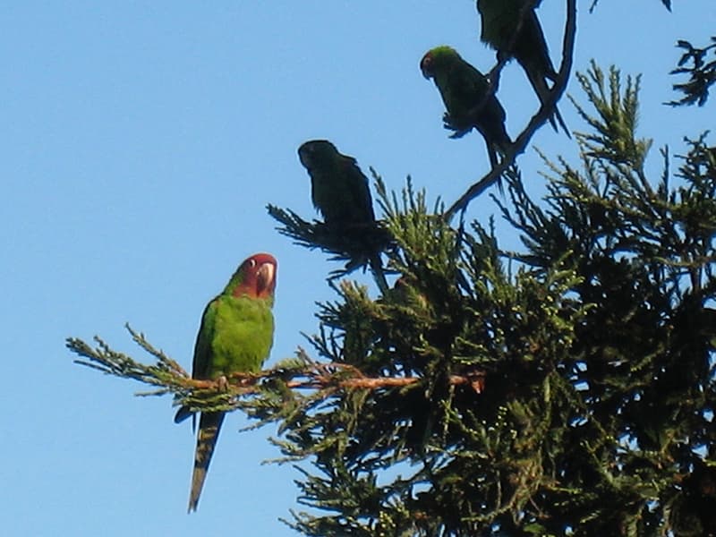 parrots of telegraph hill