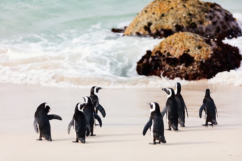 penguins south africa