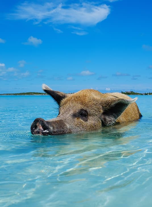 pig in ocean