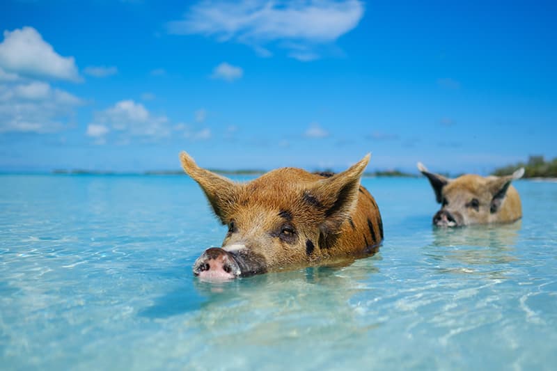 pigs in the ocean