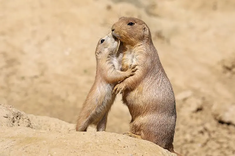 prairie dog with baby