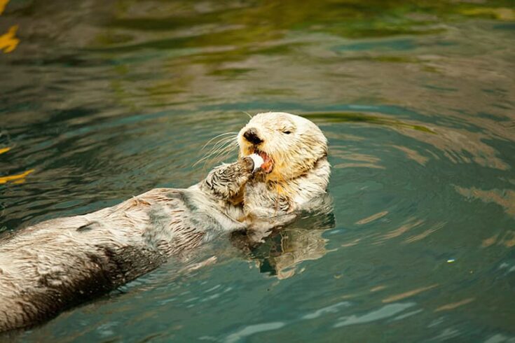 Sea Otter Facts for Kids - The Facts Vault