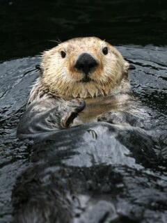 sea otter floating