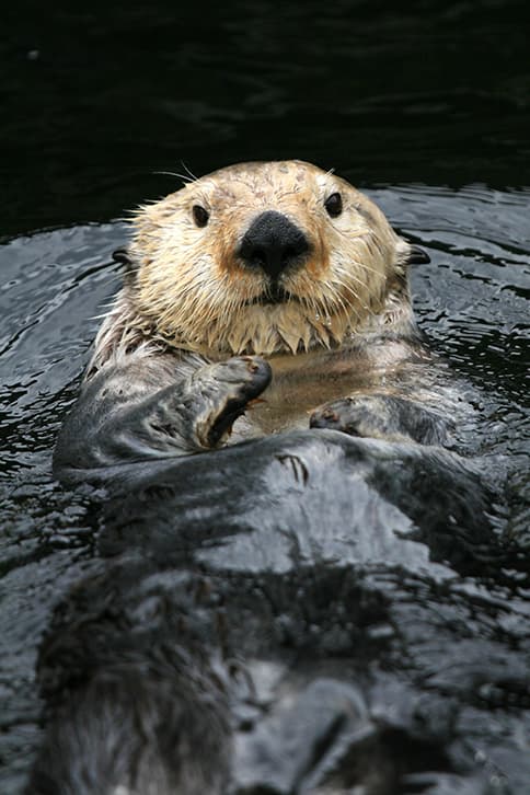 sea otter floating