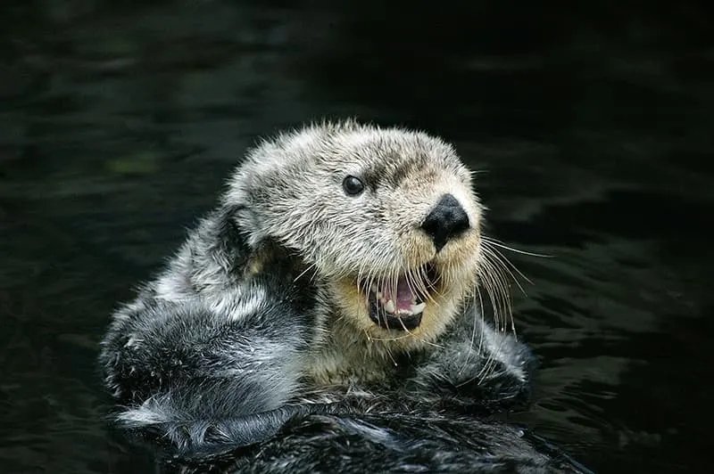 sea otter grooming closeup