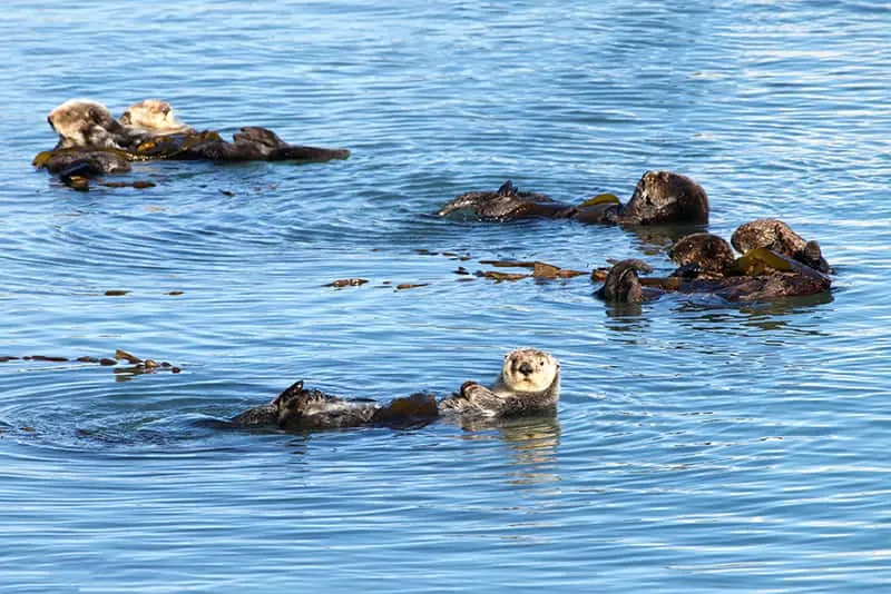 sea otter group