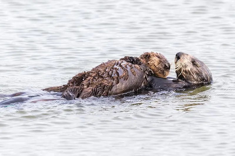 sea otter with baby