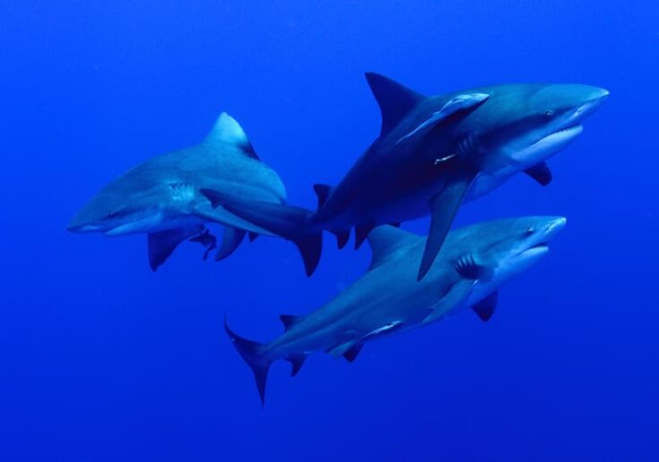 Bull Shark Facts for Kids - The Facts Vault