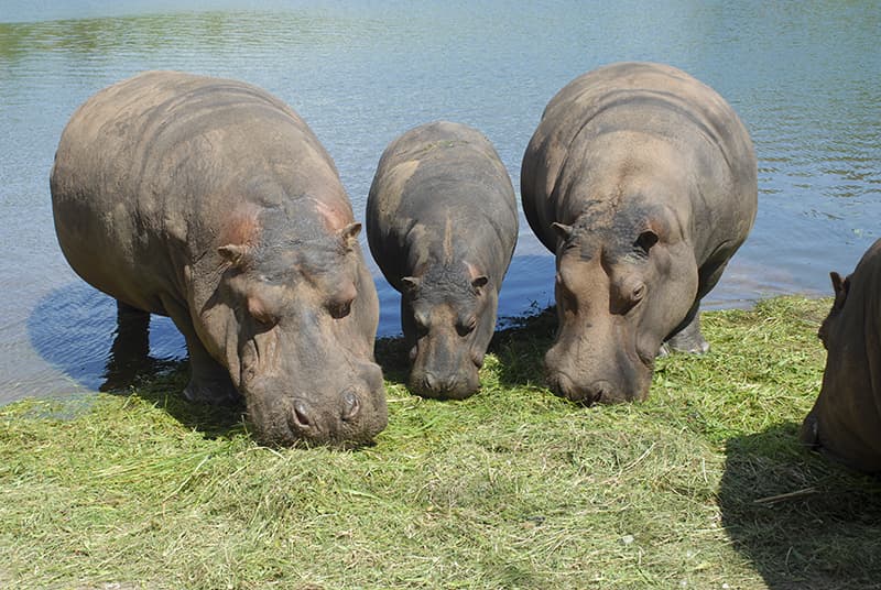 three hippos eating grass