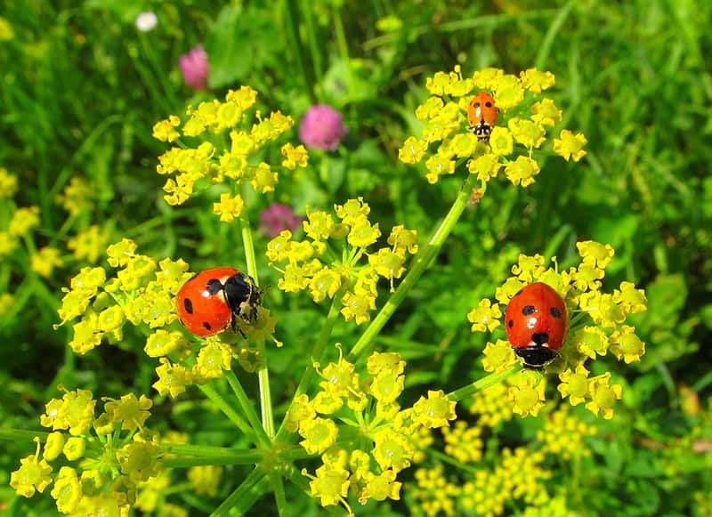 three ladybugs on flowers