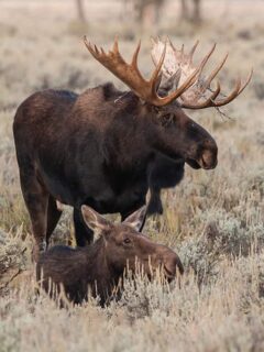 two moose in field