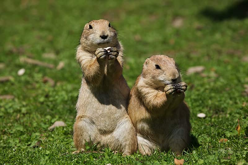 two prairie dogs eating
