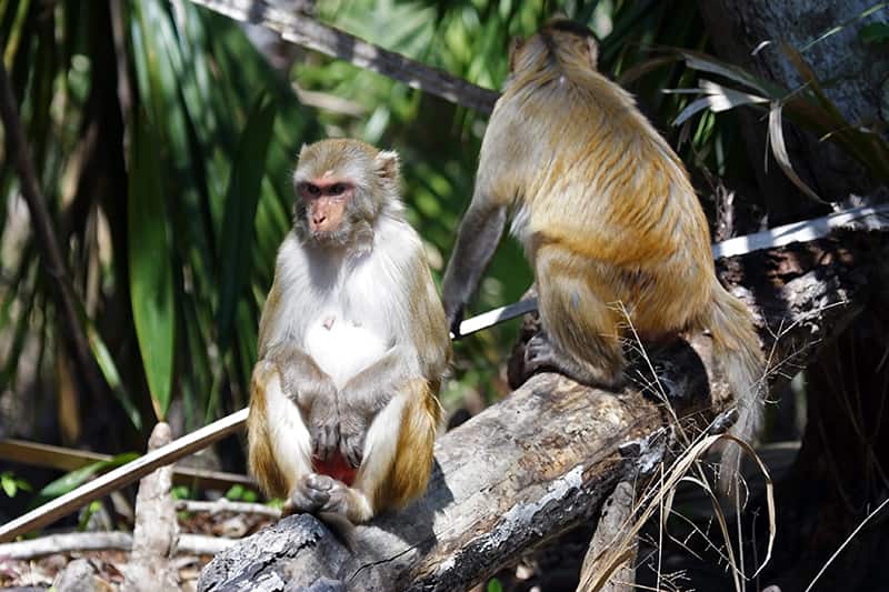 two rhesus monkeys in tree