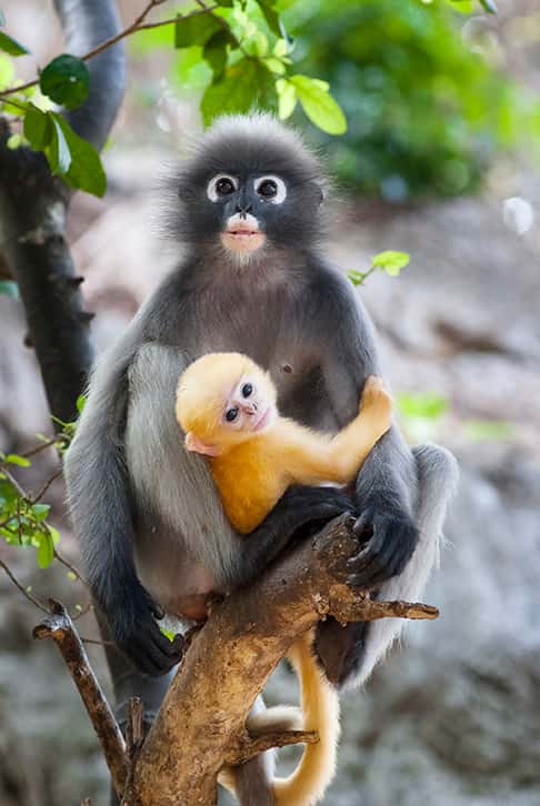 dusky leaf monkey and baby