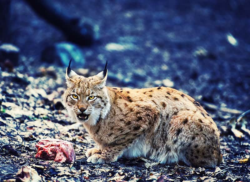 eurasian lynx eating