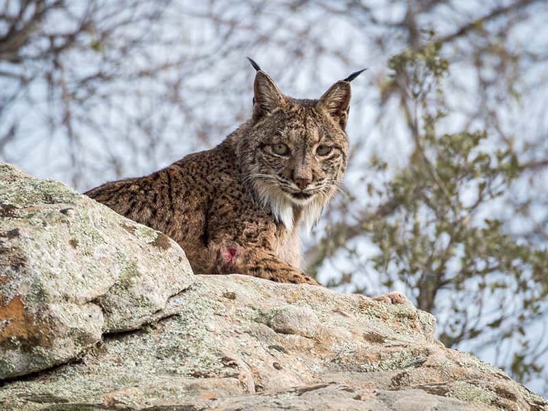 iberian lynx laying on rock