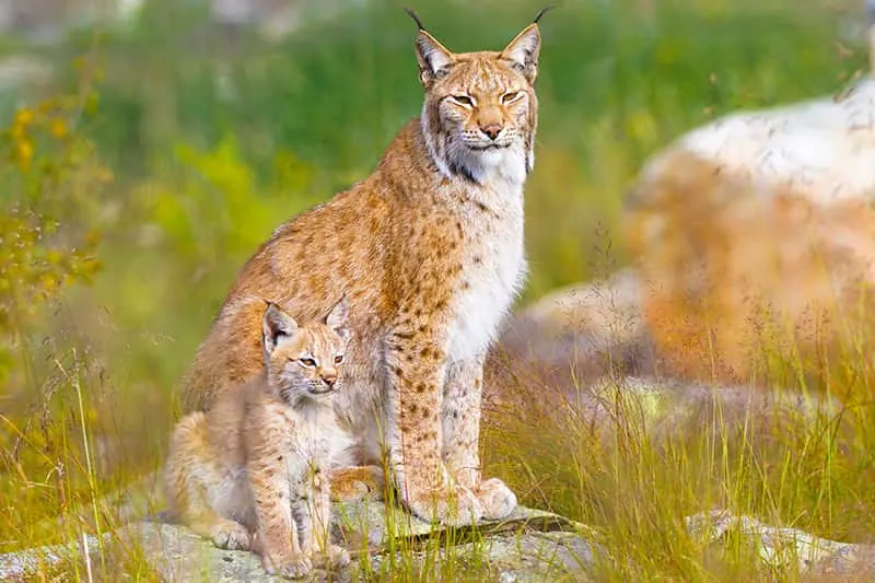 lynx with kitten