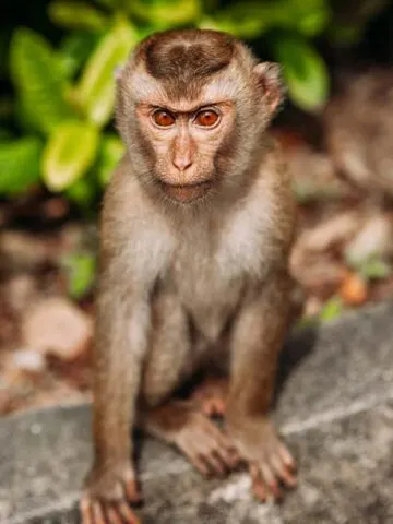 macaque close up