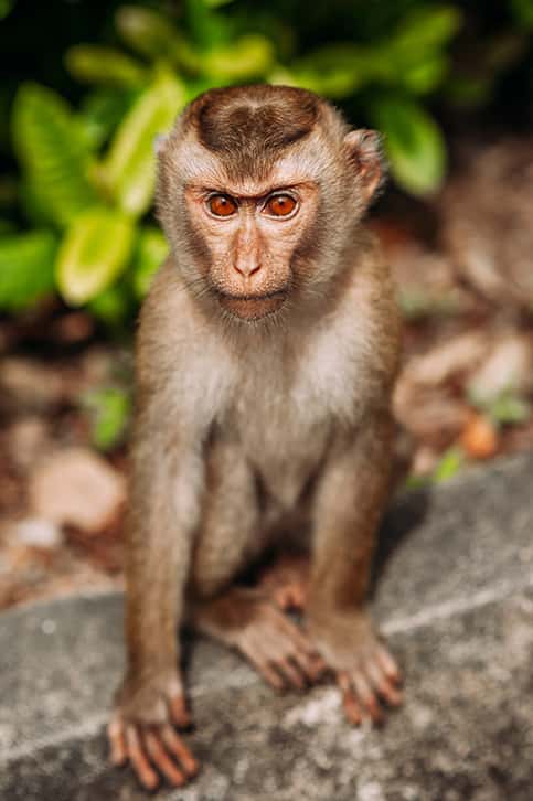 macaque close up