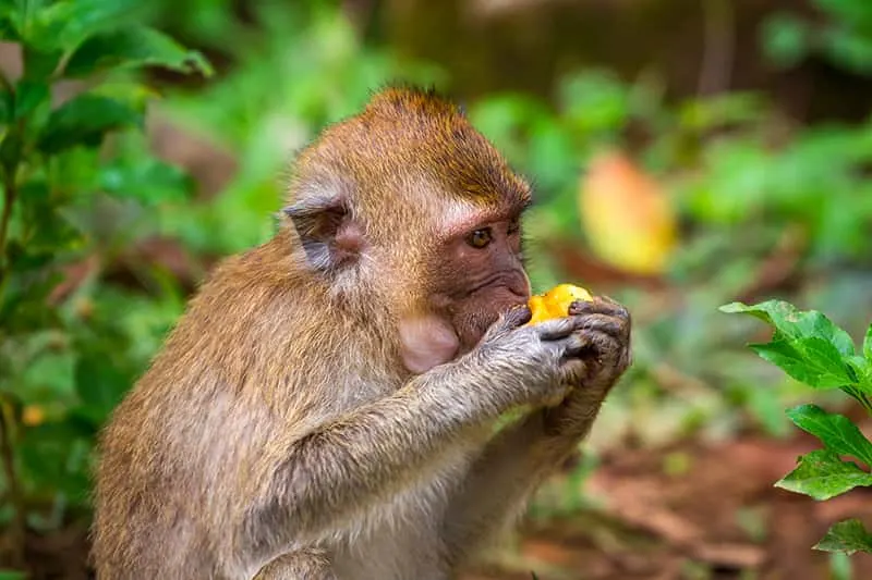 macaque eating