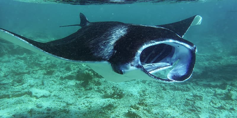 manta ray eating