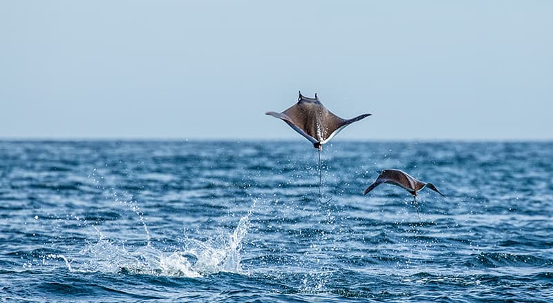 manta ray leaping from water