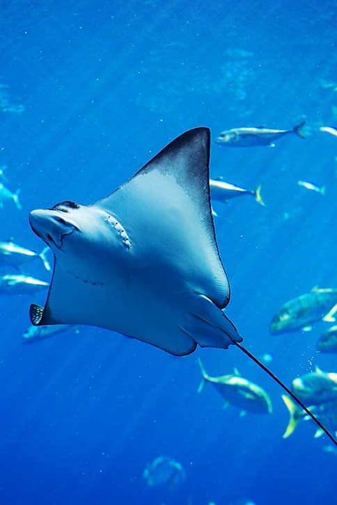 manta ray swimming with fish