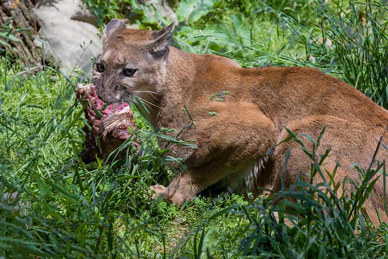 mountain lion eating