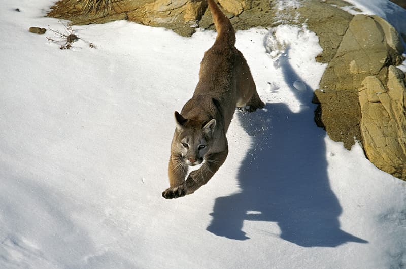 mountain lion leaping