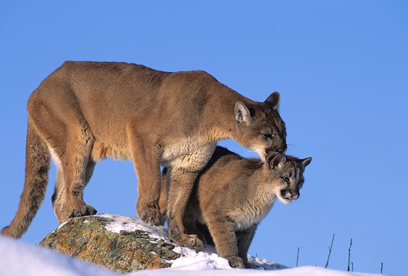 mountain lion with kitten